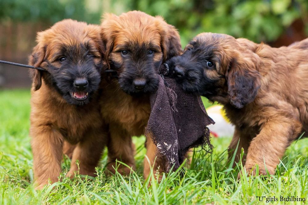 Owczarek francuski Briard z Hodowli Roku 2025! Piękne płowe szczenięta!