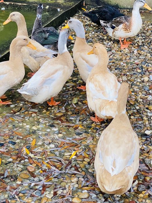 Patos / canard orpington.