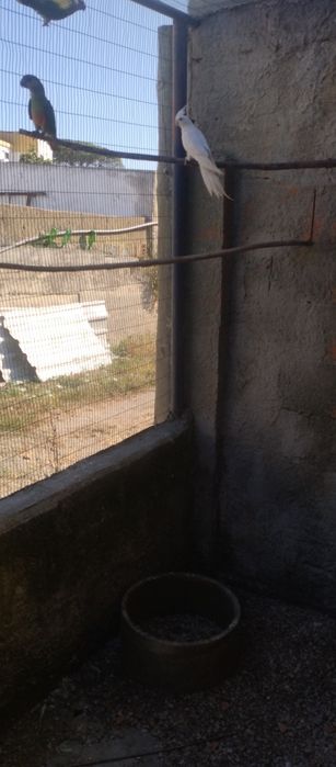 Caturras várias cores