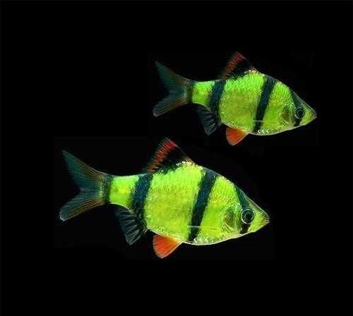 барбус суматранский глофиш