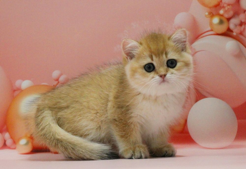 Золота британочка на ім'я Адріанна чекає свою матусю