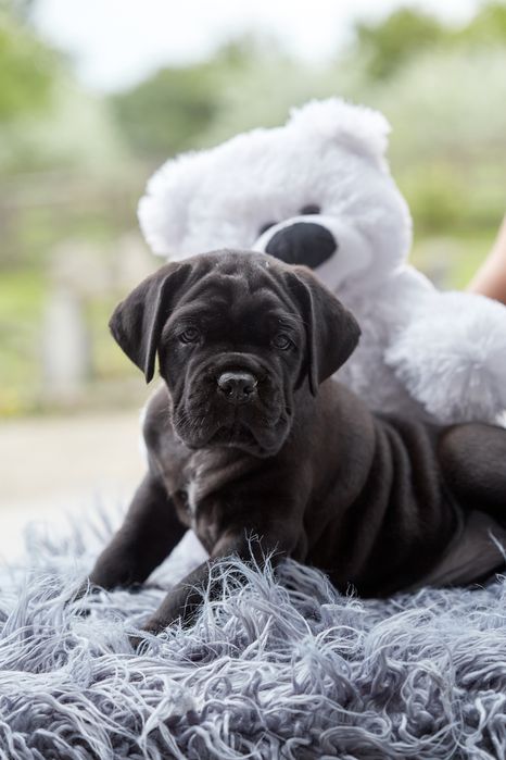 Цуценята кане корсо КСУ