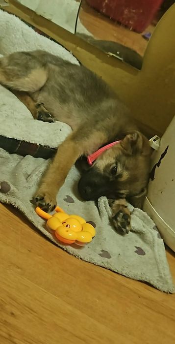 Oddam pieska ze względu na uczulenie na sierść psa u dziecka