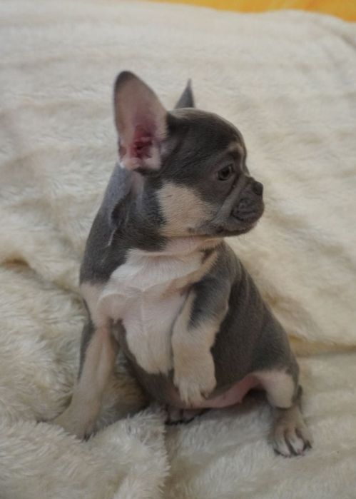 Bulldog francês porte pequeno