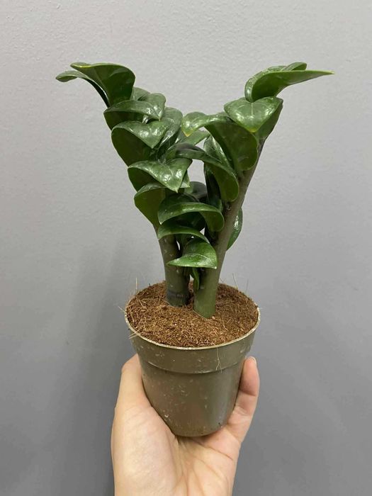 Zamioculcas Zenzi  Doniczka 9 cm