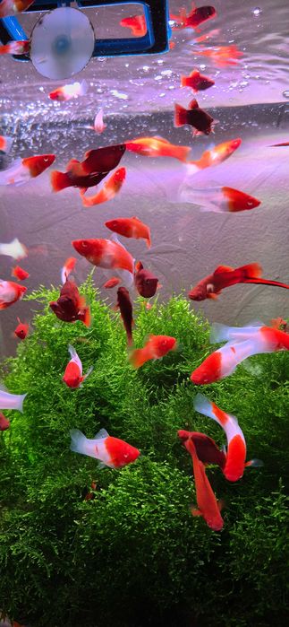 Аквариумные рыбки бесплатно