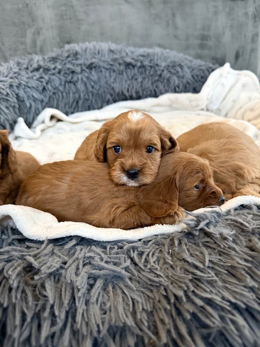 Cavapoo - chlopiec - cavalier & pudel