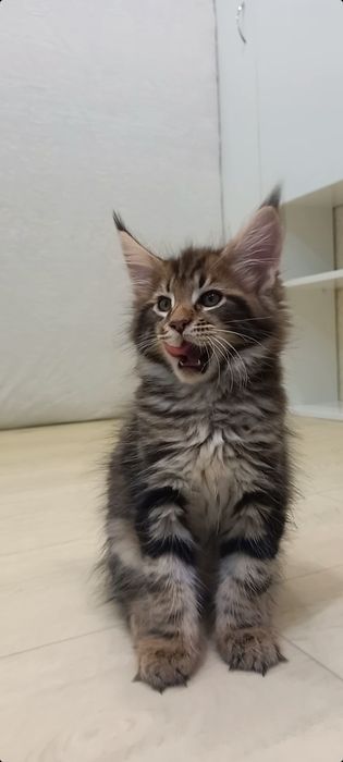 Котята мейн кун Мальчик,