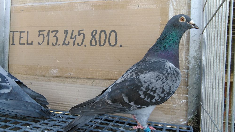Gołębie pocztowe