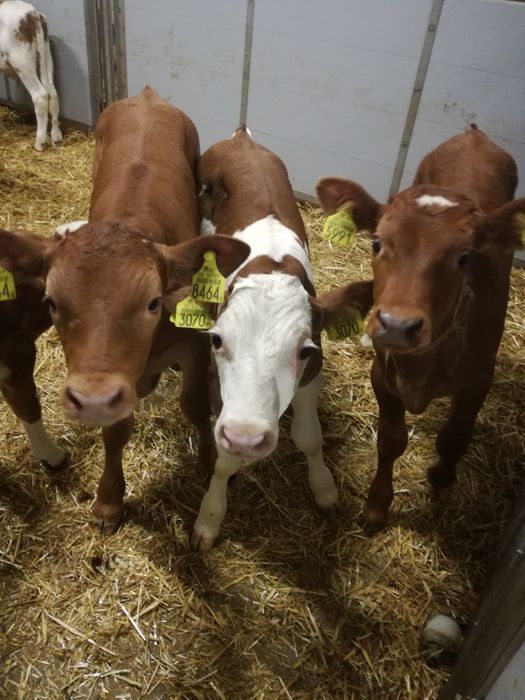 Byczki polskie CZARNIA i okolice
