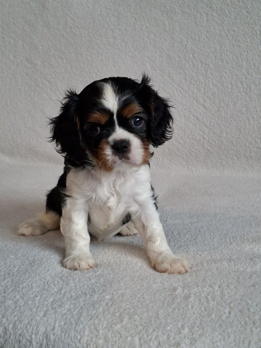 Cavalier słodka sunia