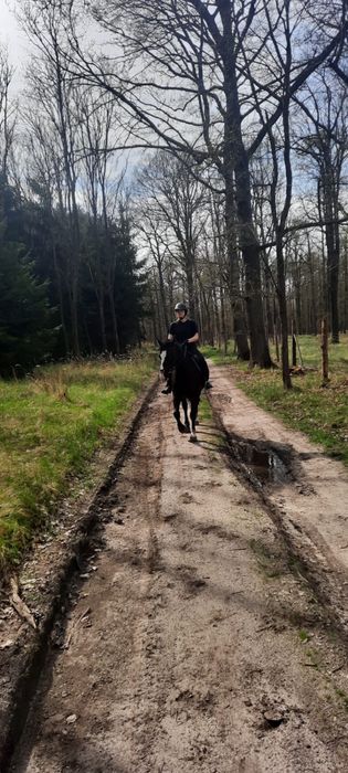 Pesjonat dla koni wolne boksy!!!