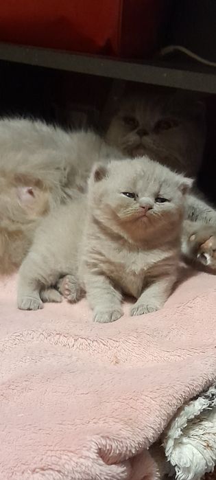 Британские котята