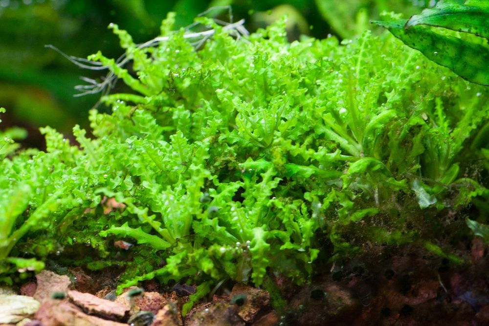 pogostemon helferi- gwiazda  wodna