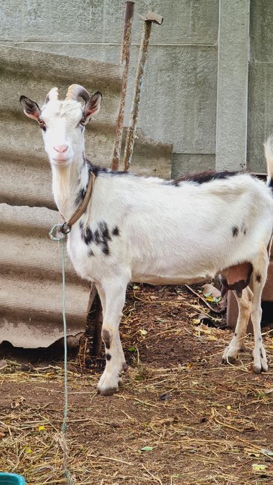 Коза Дійна 5 років