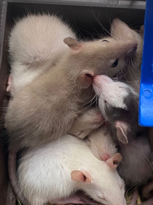 Пацюки декоративні