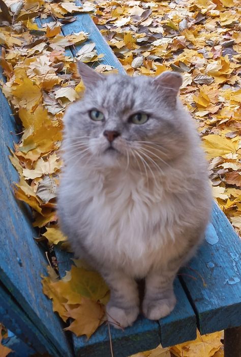 Жоржик шукає родину