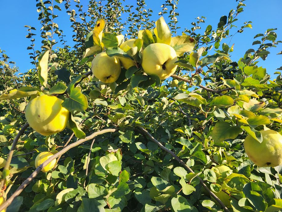 Marmelos colheita 2026
