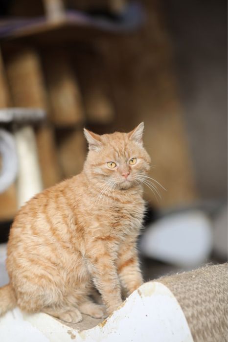 котик, Ленон, 3 года, кот