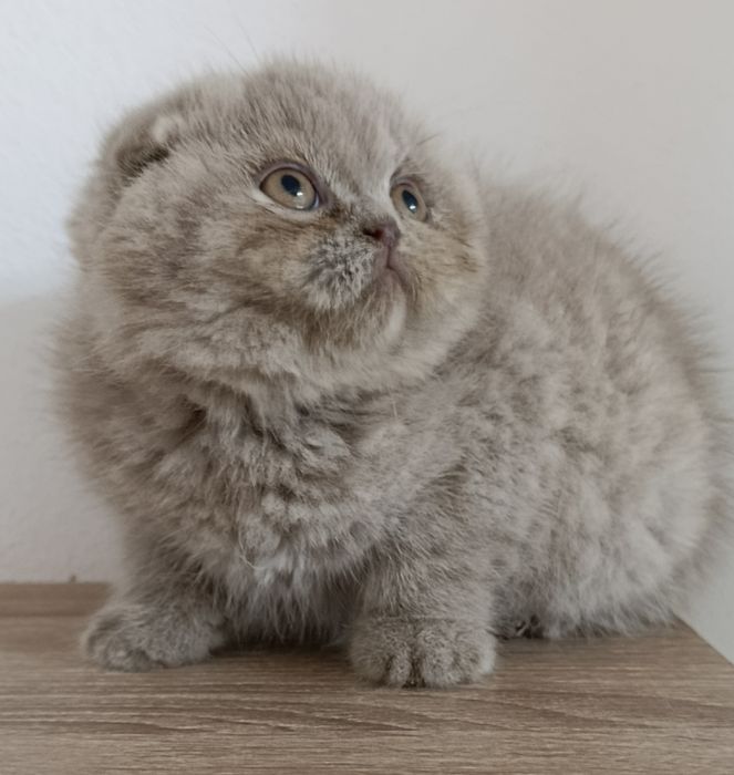 Menina scottish fold lilac