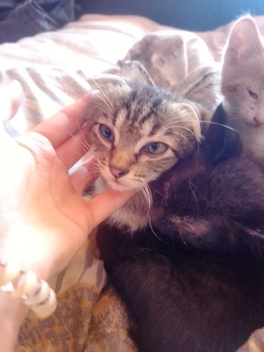 Отдам бесплатно котят кому нужно пишите привезём и отдадим