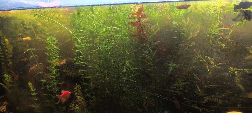 Roślinki do akwarium moczarka