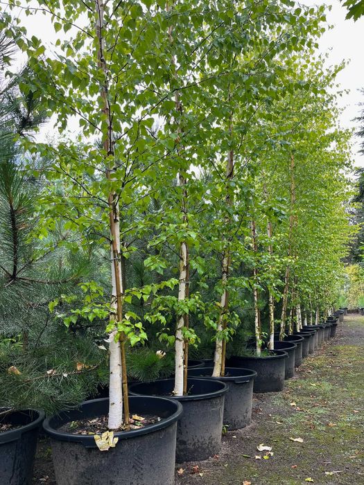 BRZOZA ZŁOTA 'GOLDBIRKE' WYS. 500-700 cm Donica 65L