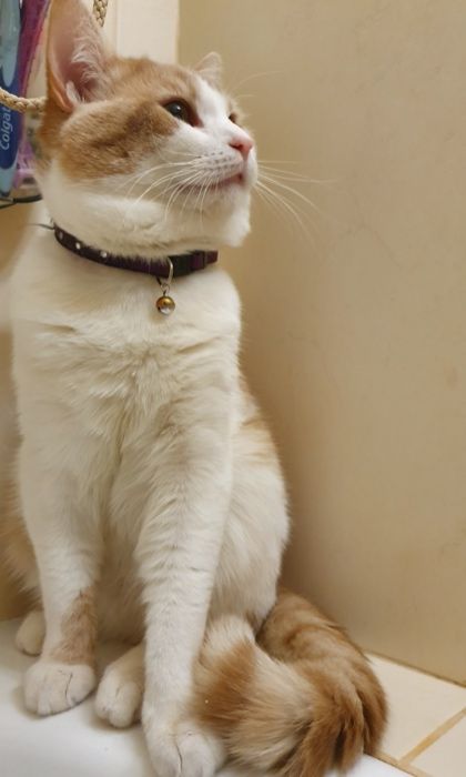 Розкішний й галантний Кіт Британець окрасу Cream BRIe на вязку