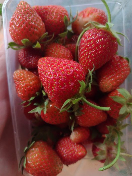 Саджанці полуниці Альба