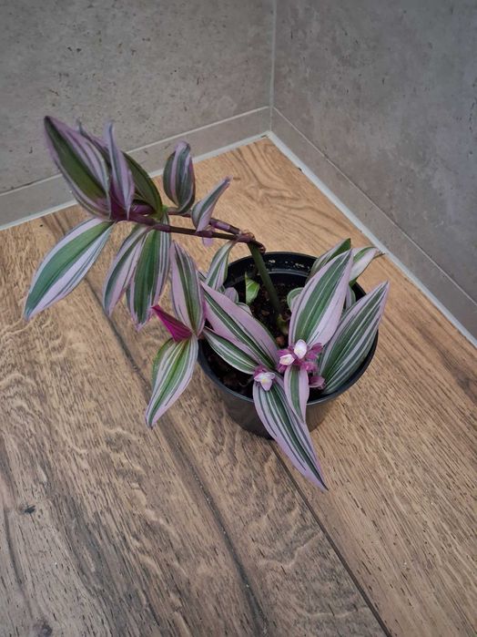 Tradescantia 'Nanouk' Trzykrotka