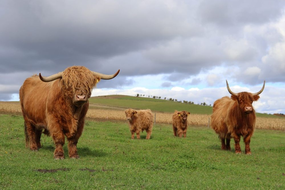Byk Highland Cattle byczki jałówki piękne zadbane