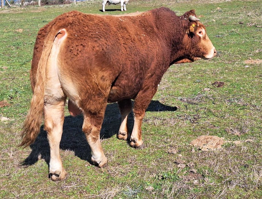 Boi Limousine Puro 4 anos -Guarda