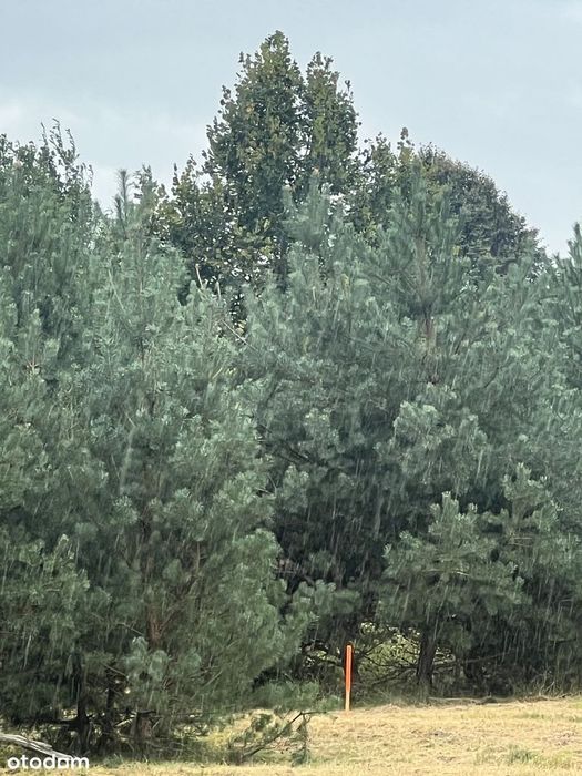 Działka budowlana 3010 m² prąd w drodze