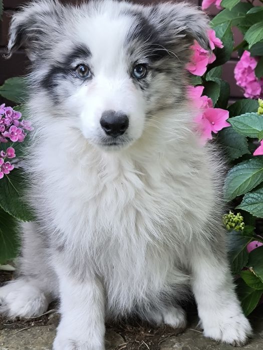 Border collie ZKWP FCI piesek