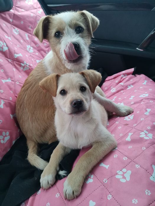 Oddam pieski w dobre ręce