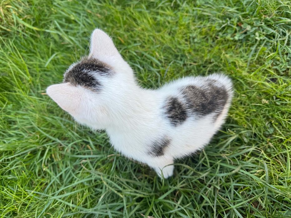 Do adopcji kotek
