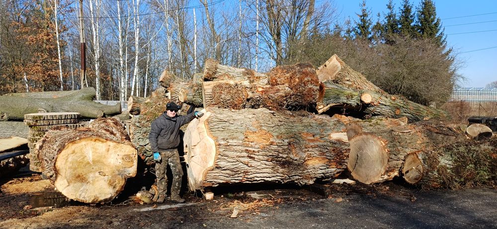Trak taśmowy cięcie kłód Szerokość do 180 cm