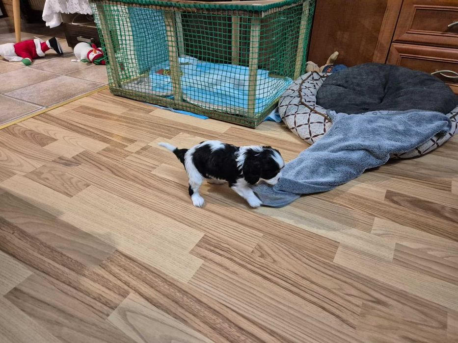 Cavalier King Charles Spaniel - suczka