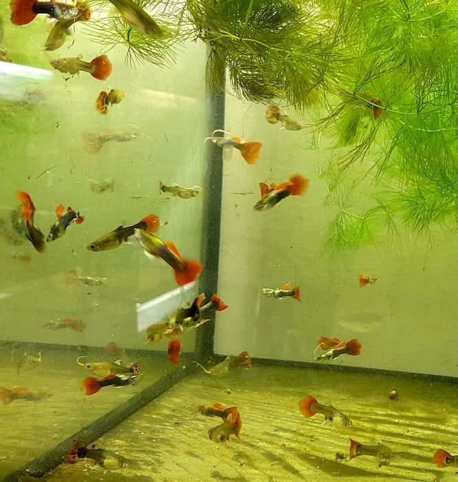 Гуппі акваріумна рибка