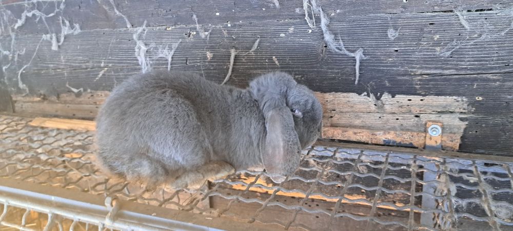 Baran francuski niebieski samiec