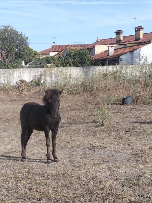 Pônei fêmea mansa