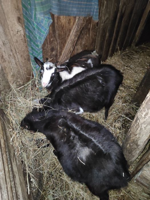 Срочно Продаються кози