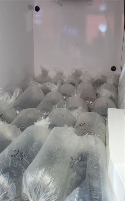 Legendarny Karp zatorski od 1-3 kg sztuka do konsumpcji  już dostępny