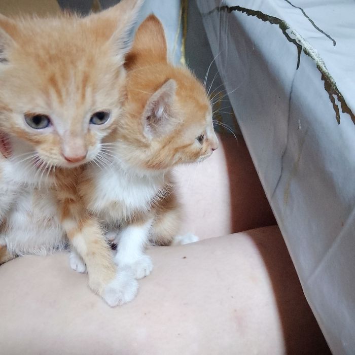 Отдадим рыжих котят в хорошие руки