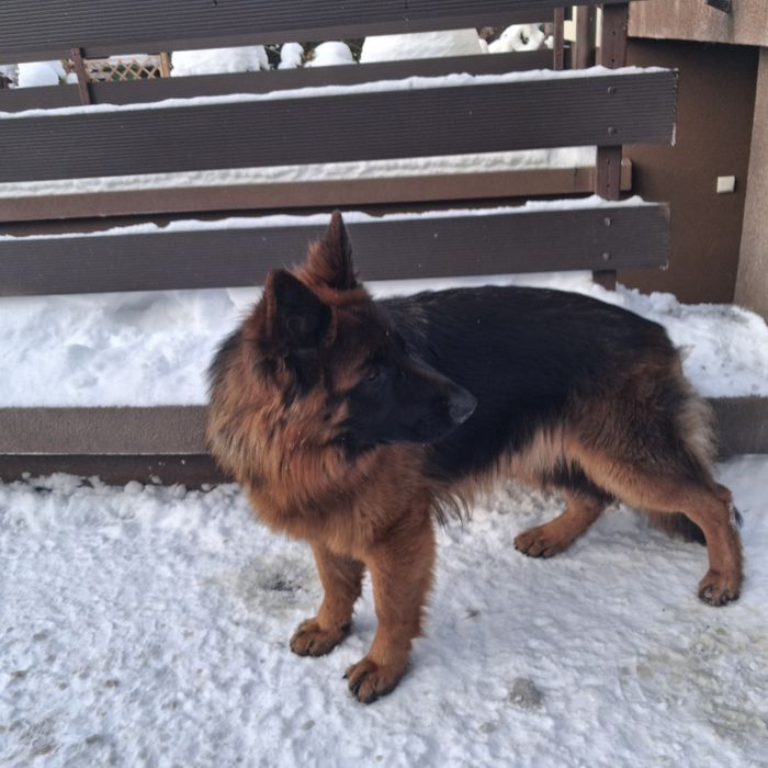 Owczarek  Niemiecki Długowłosy Suczka