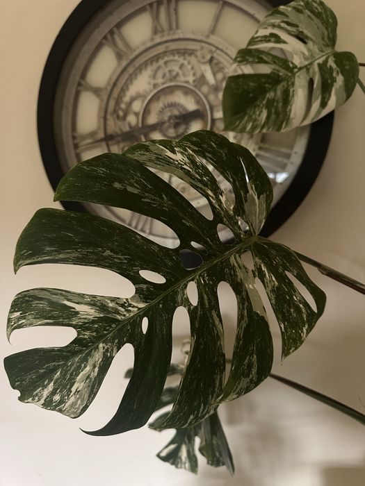 Monstera albo variegata XXL