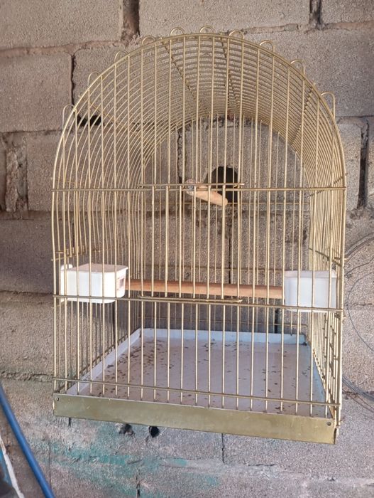 Gaiolas para venda