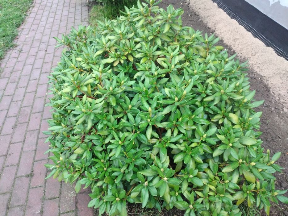 Rododendron-Rożanecznik