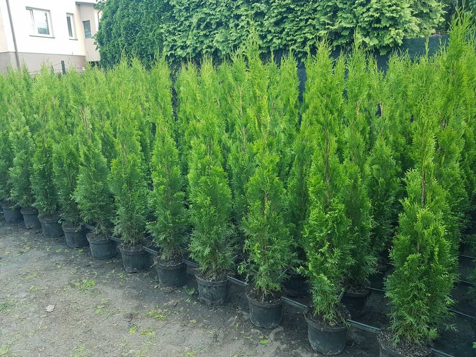 Tuja Szmaragd 120cm UKORZENIONE Transport SADZENIE