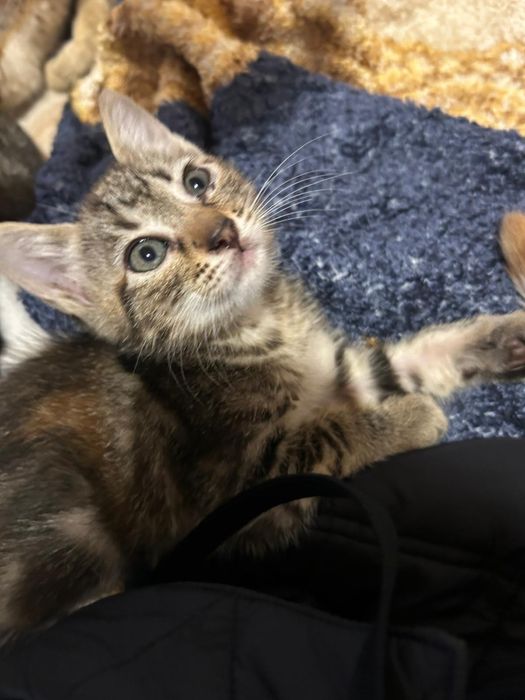 Gatinhos e Gatos para Adoção